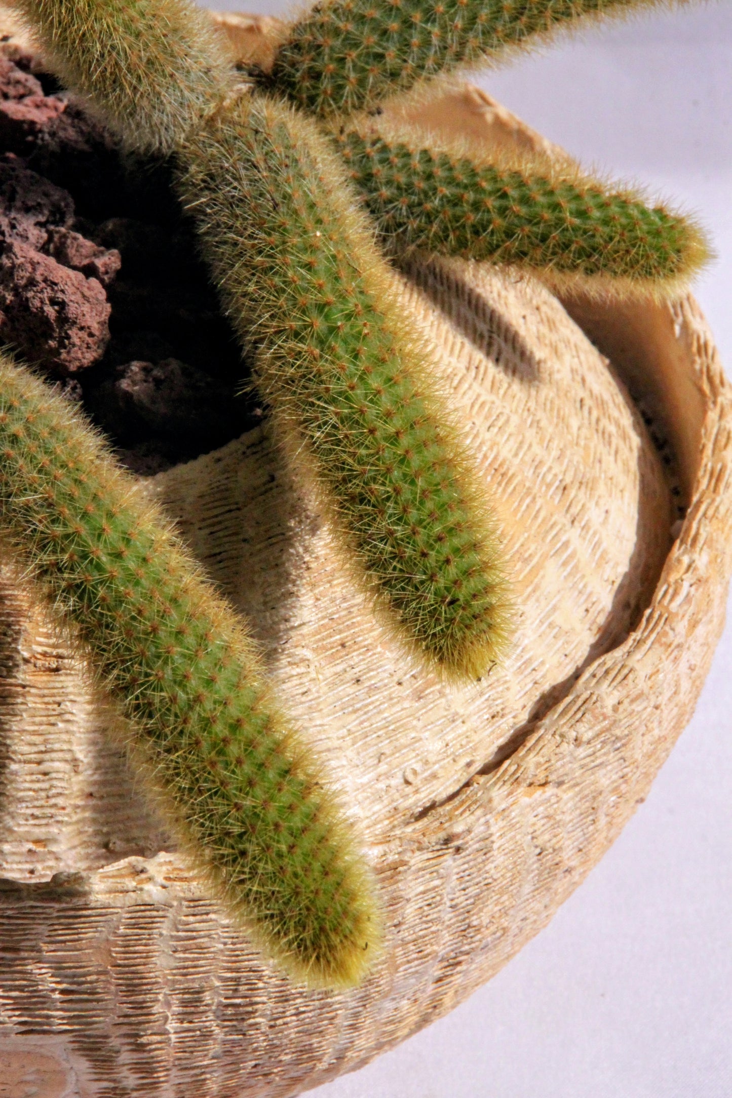Cleistocactus Winteri