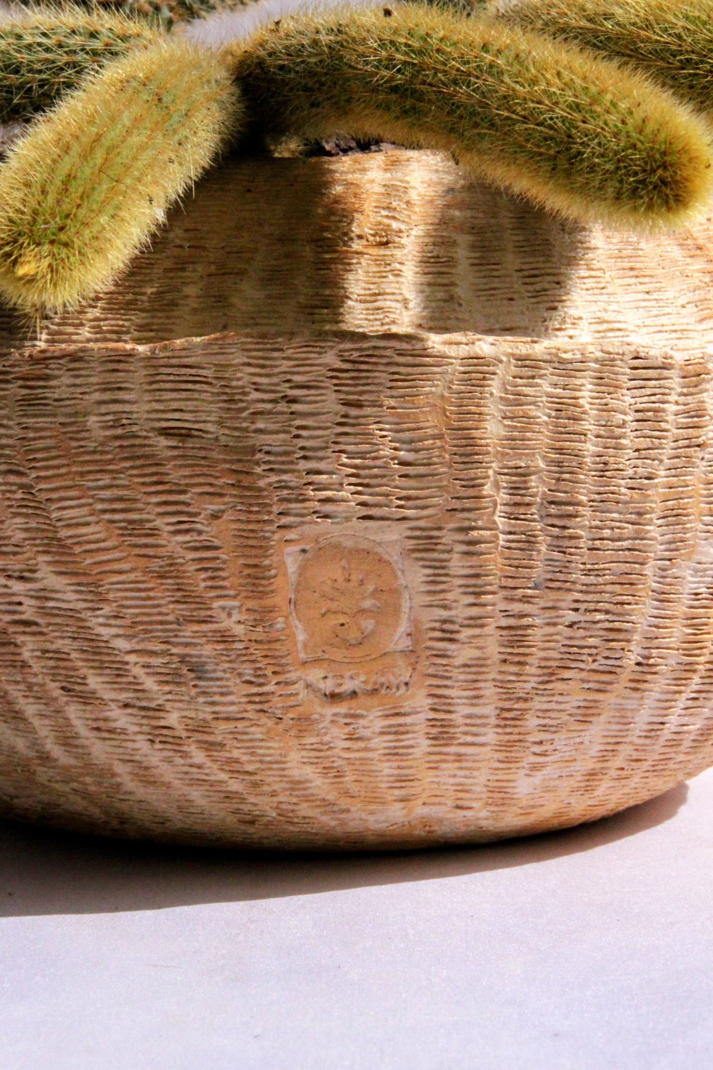 Cleistocactus Winteri