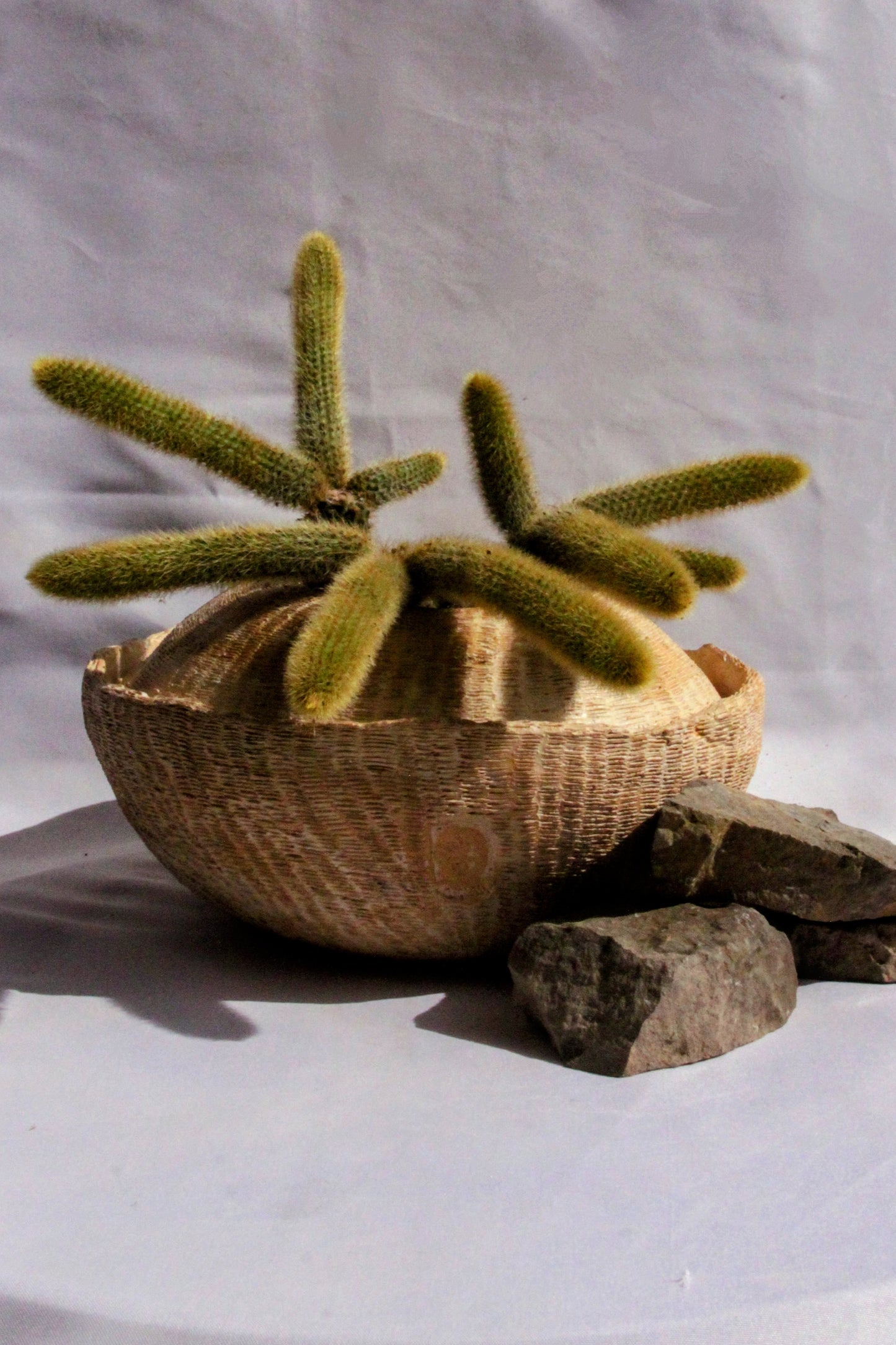 Cleistocactus Winteri