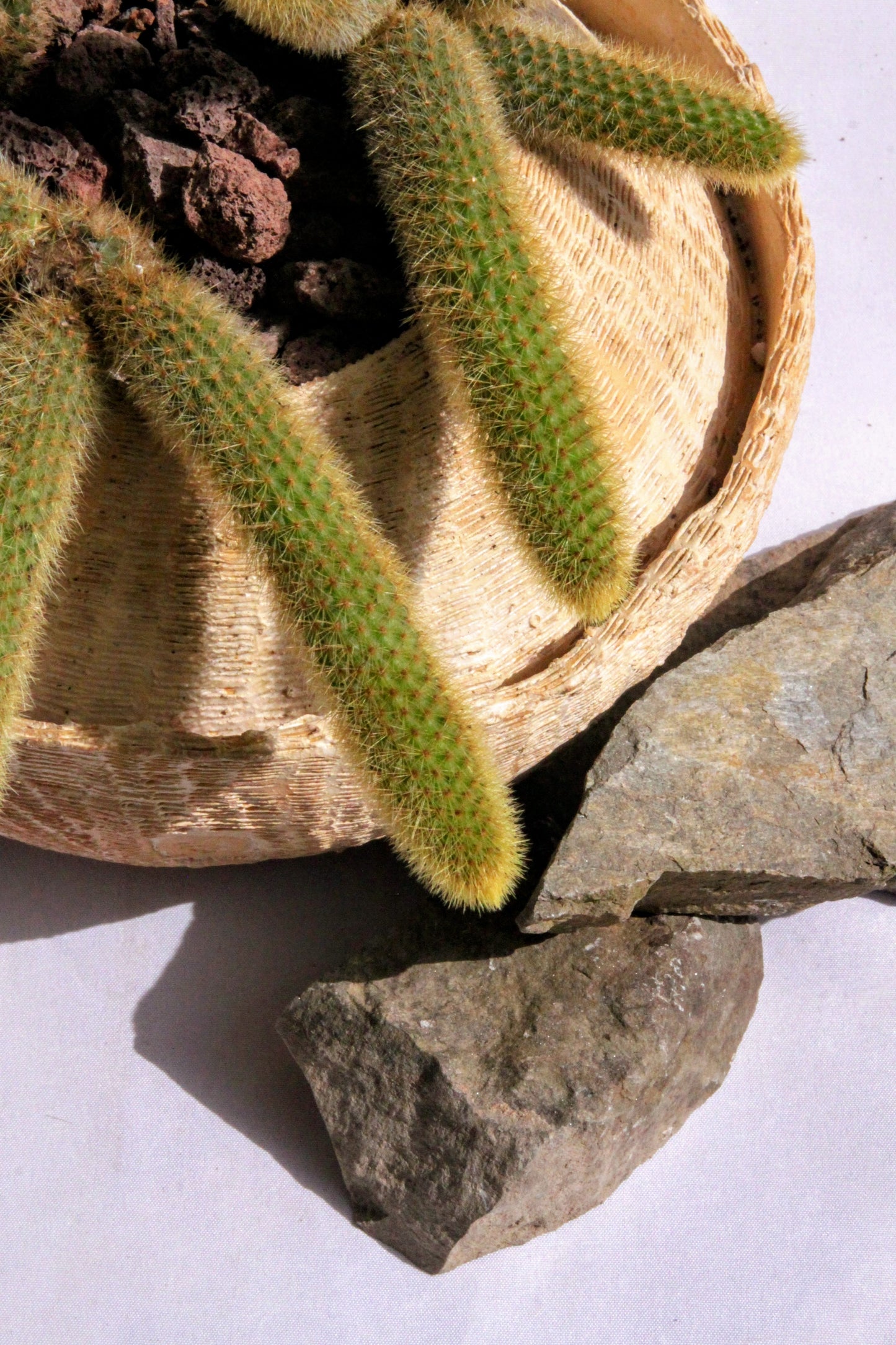 Cleistocactus Winteri