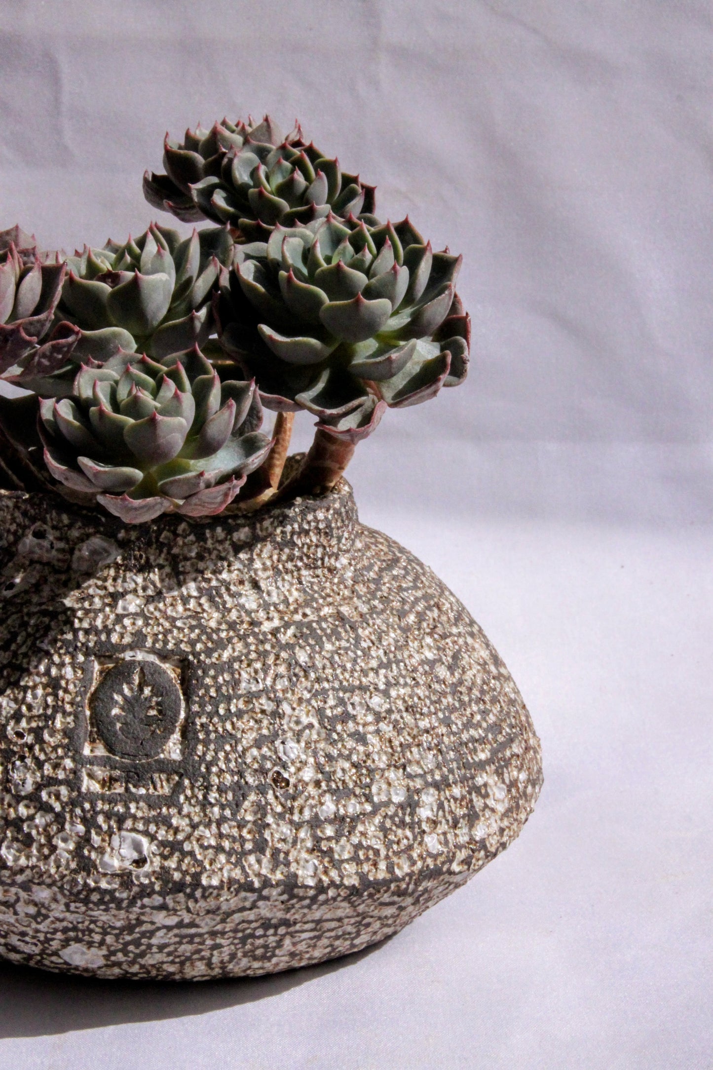 Echeveria Elegans Garden