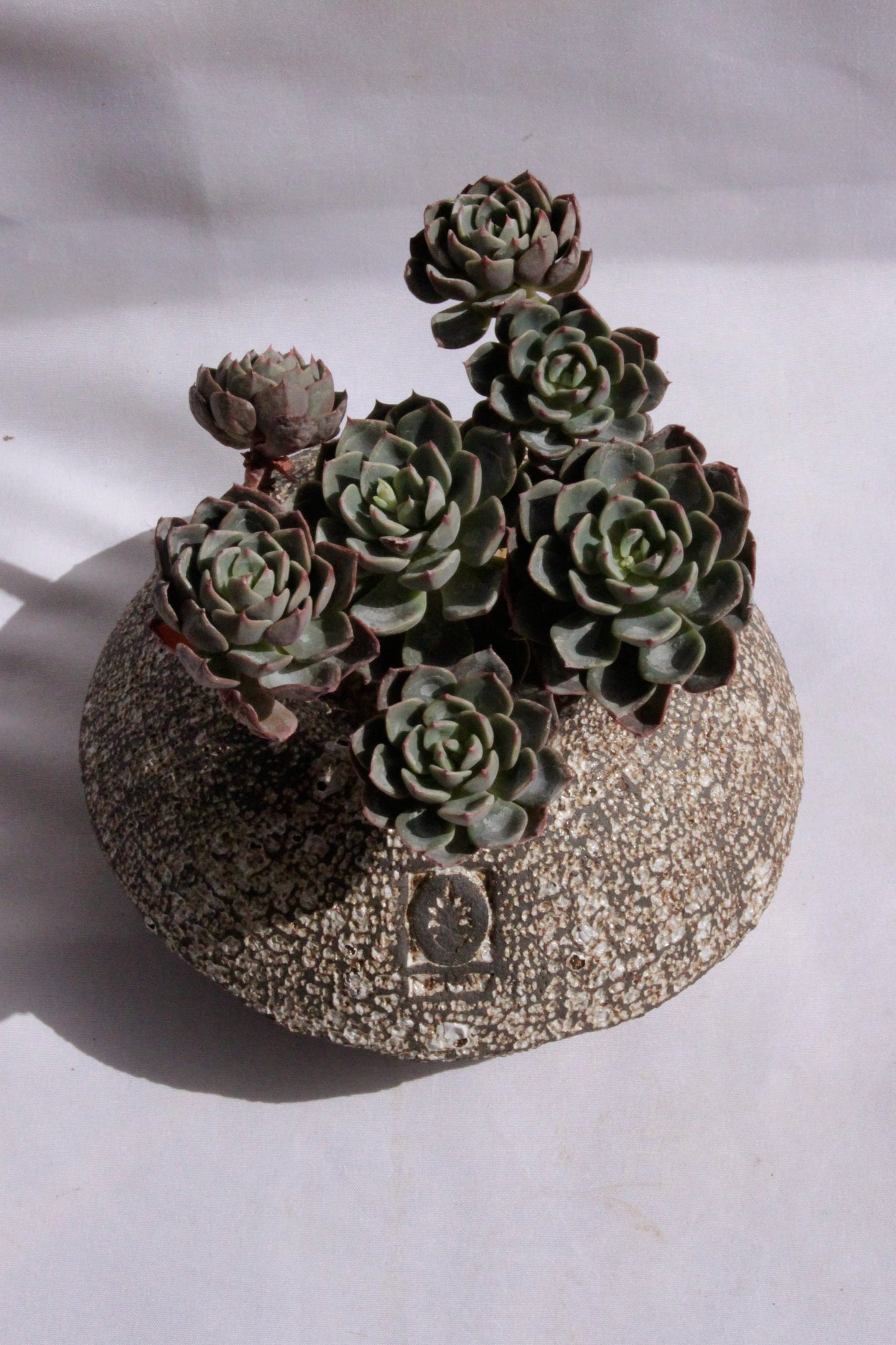 Echeveria Elegans Garden