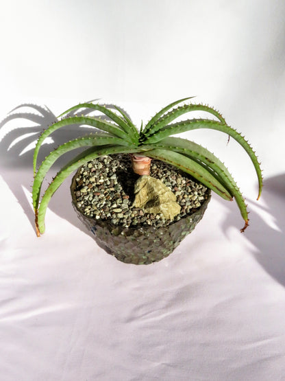 Aloe Suprafoliata