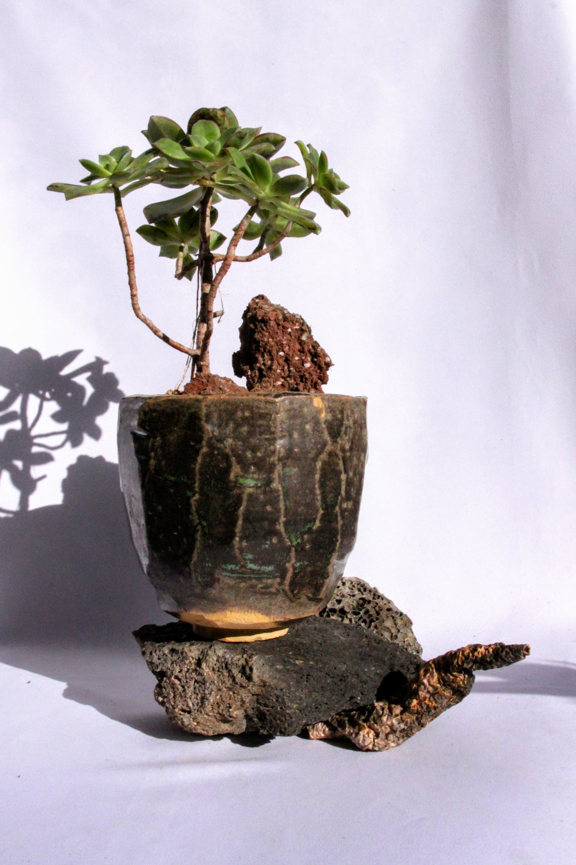 kiwi tree bonsai Aeonium Haworthii 'Kiwi' with Lava Rock