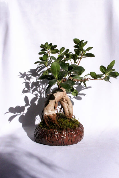Bonsai Ficus Ginseng