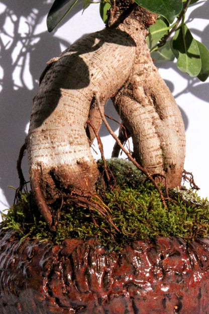 Bonsai Ficus Ginseng