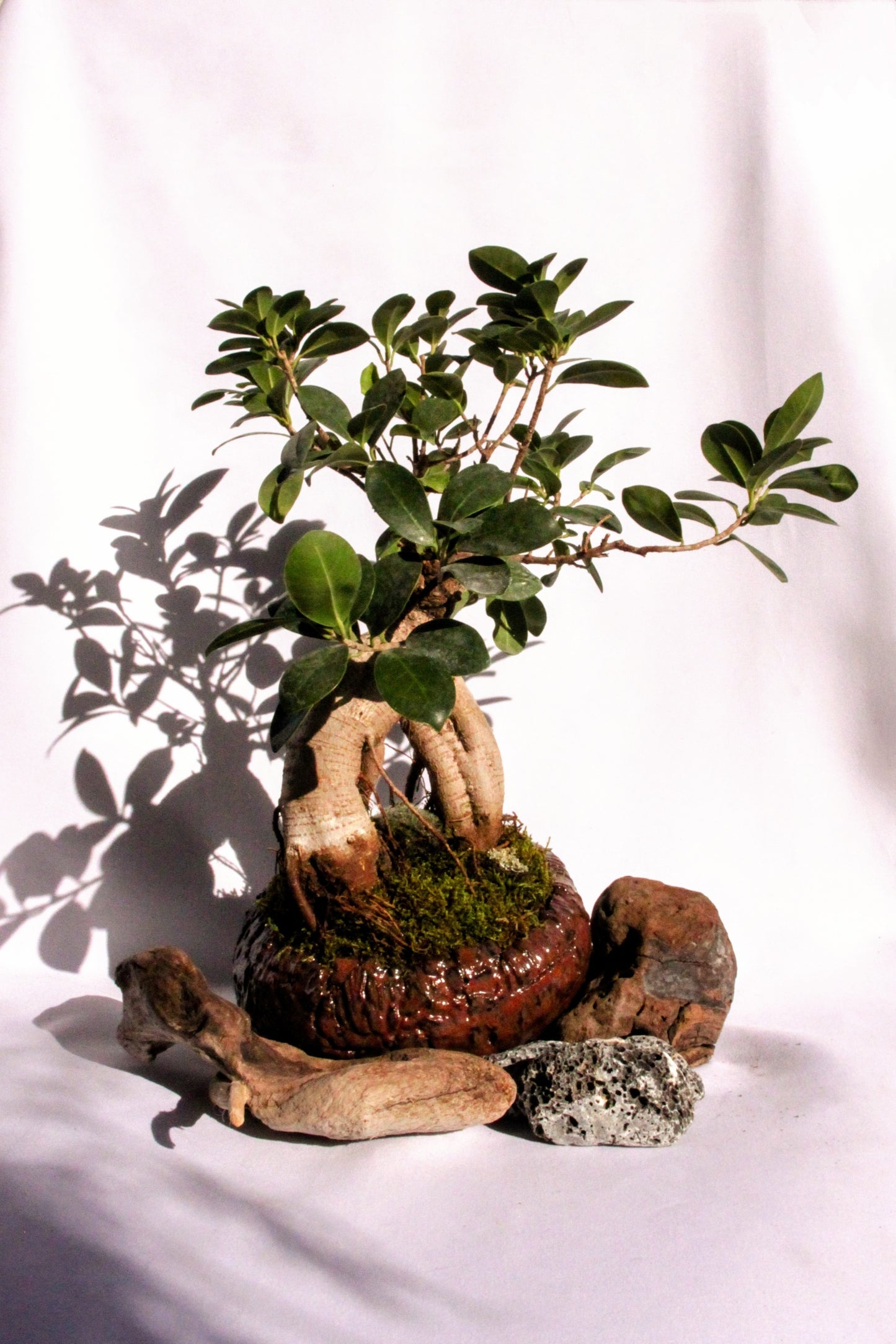 Bonsai Ficus Ginseng