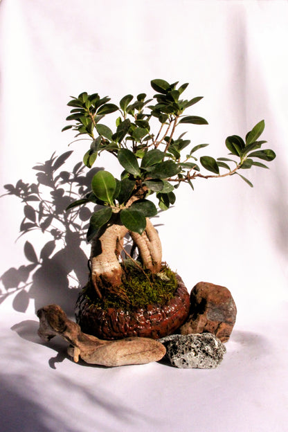 Bonsai Ginseng