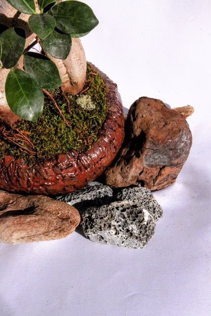Bonsai Ficus Ginseng