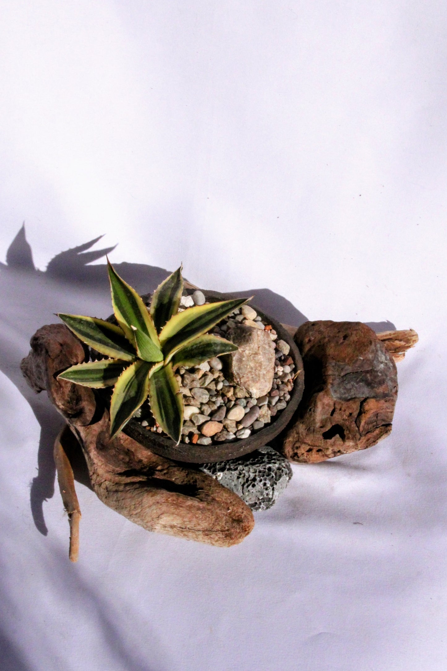 Agave Rock Garden