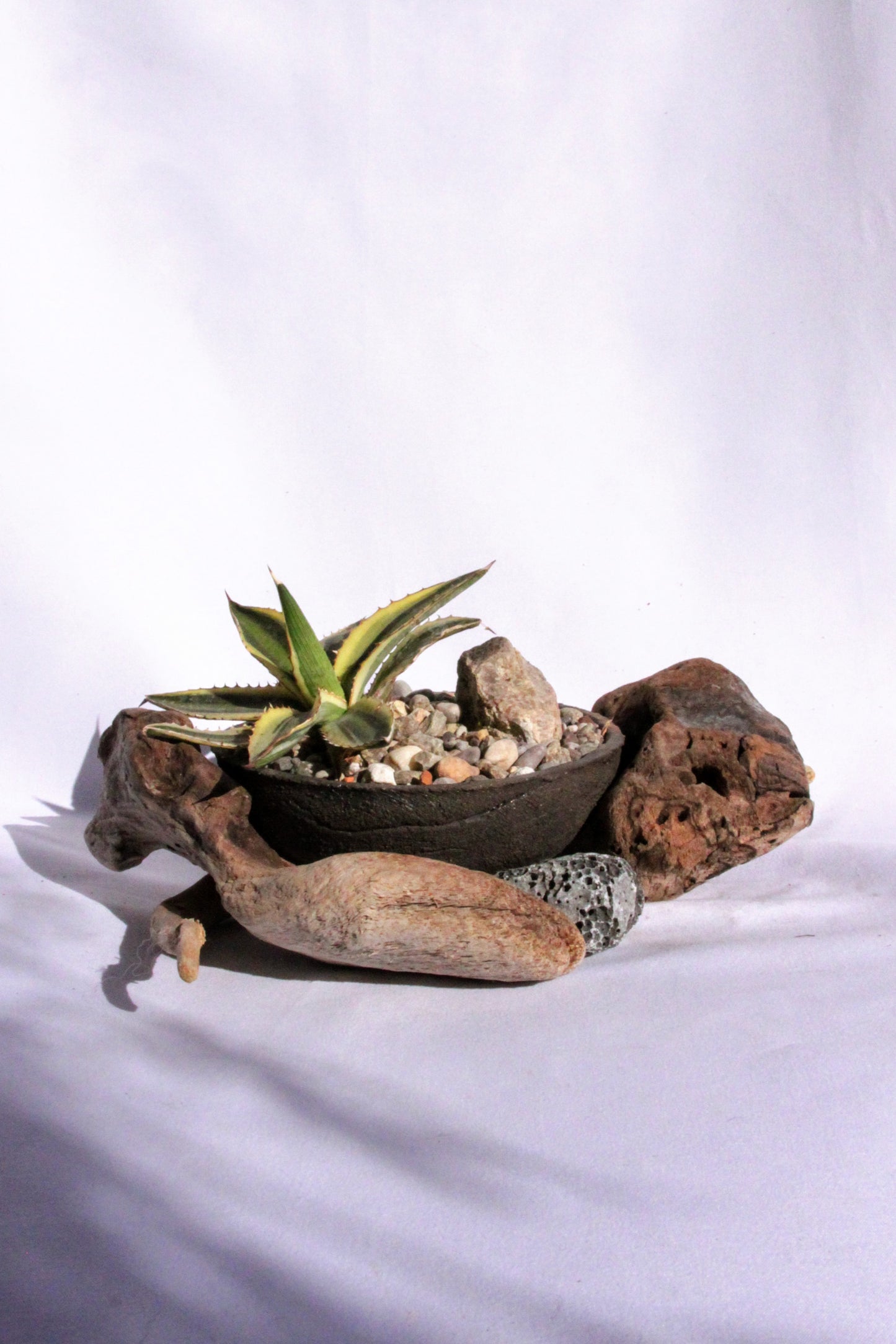 Agave Rock Garden