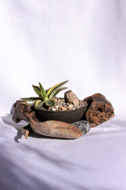 Agave Rock Garden