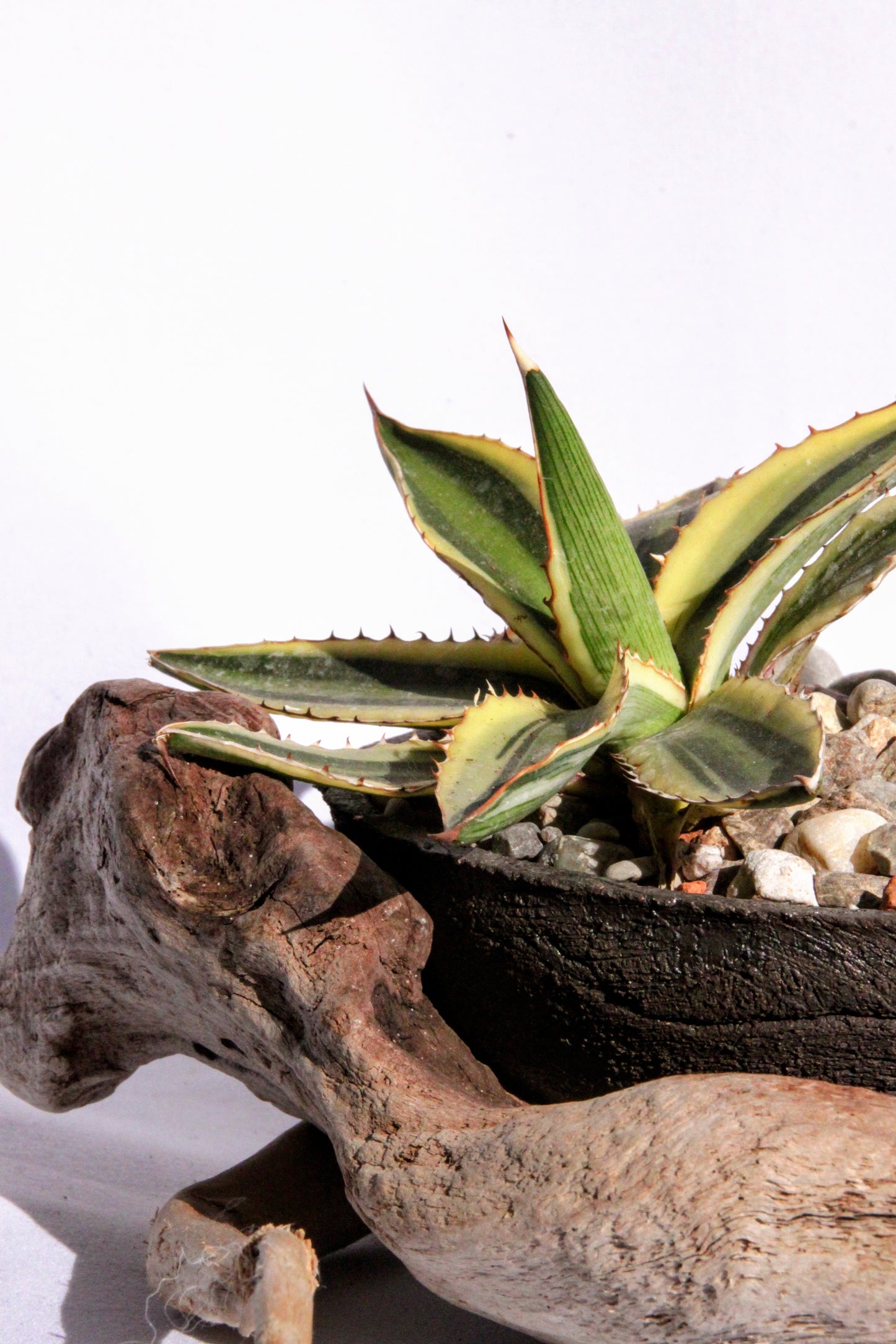 Agave Rock Garden