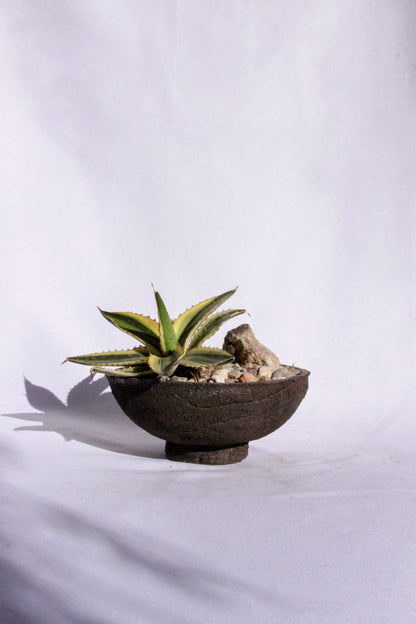Agave Rock Garden