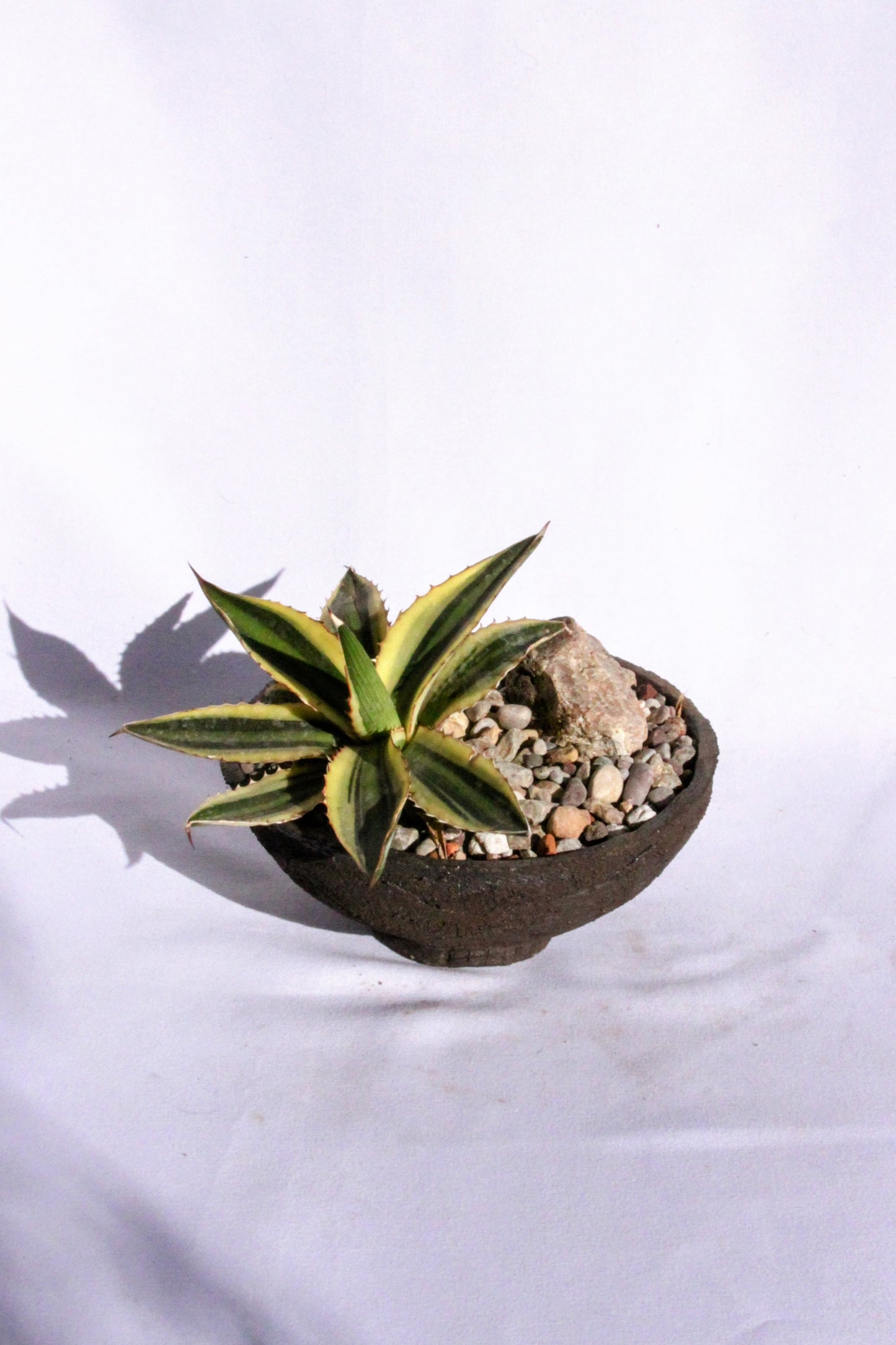 Agave Rock Garden