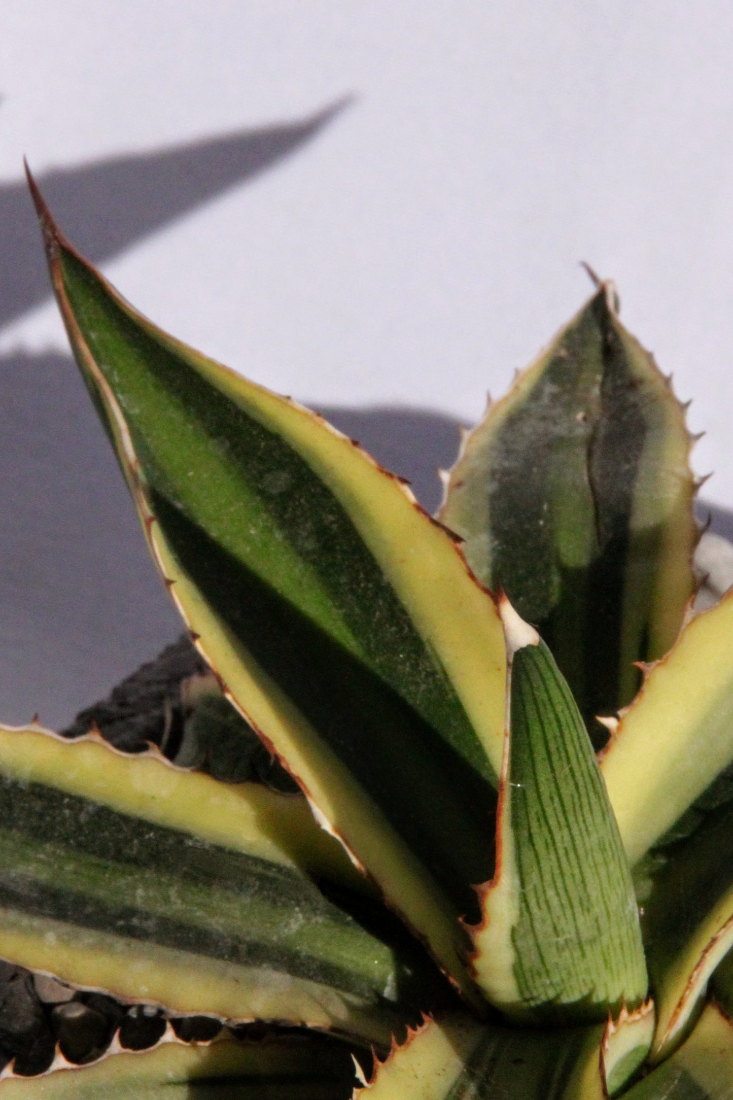 Agave Rock Garden