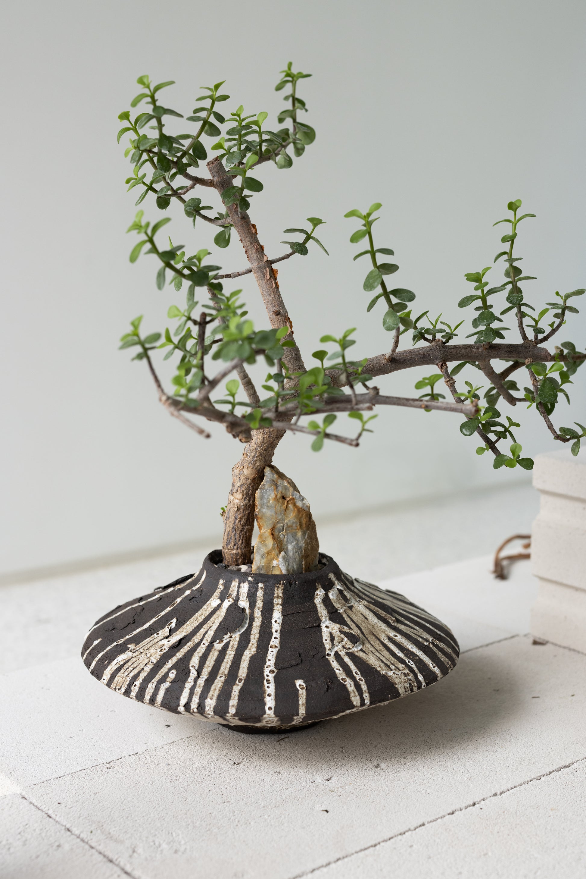 bonsai afra portulacaria Portulacaria Afra Bonsai