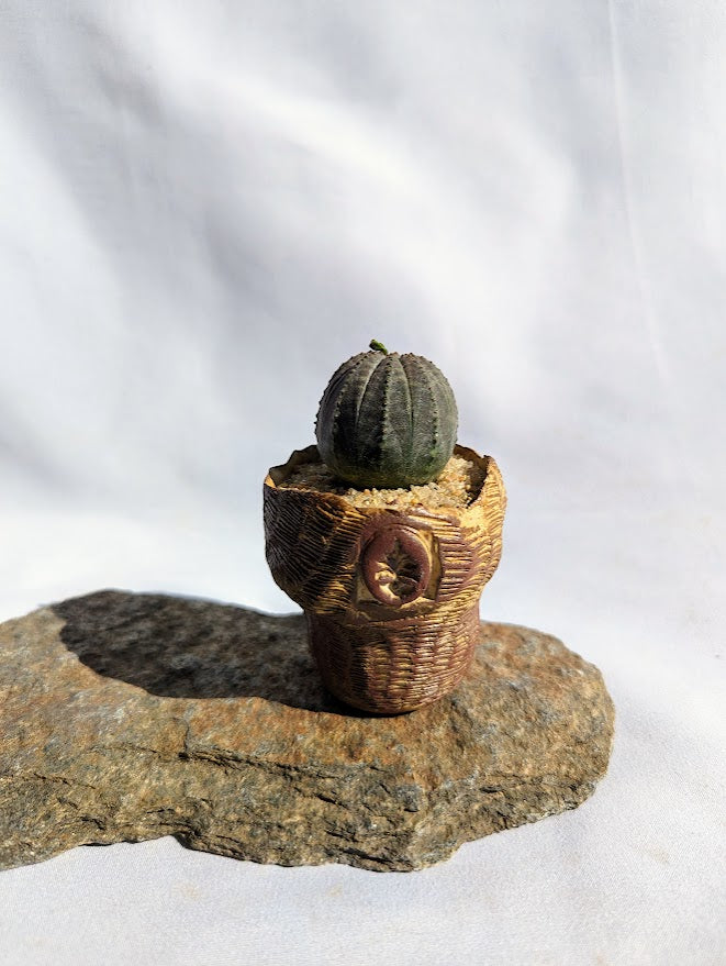 Euphorbia Obesa