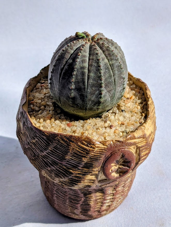 Euphorbia Obesa