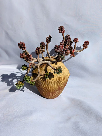 Sedum Furfuraceum