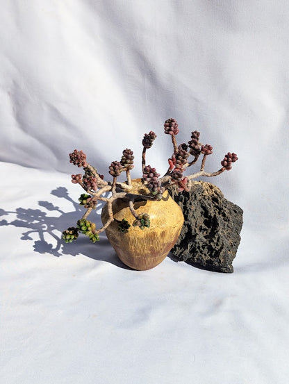 Sedum Furfuraceum