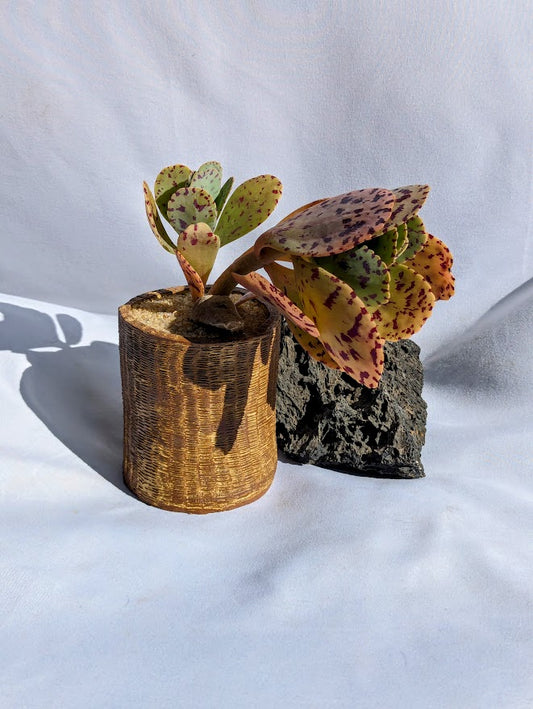 Kalanchoe Marmorata