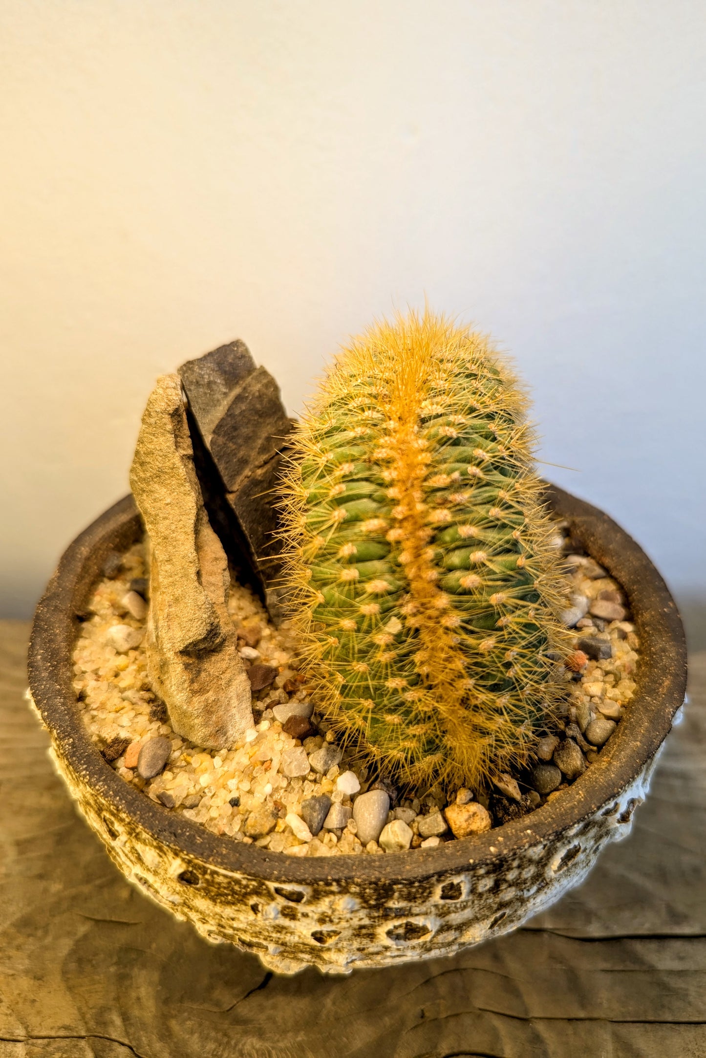Echinocactus Cristata Rock Garden