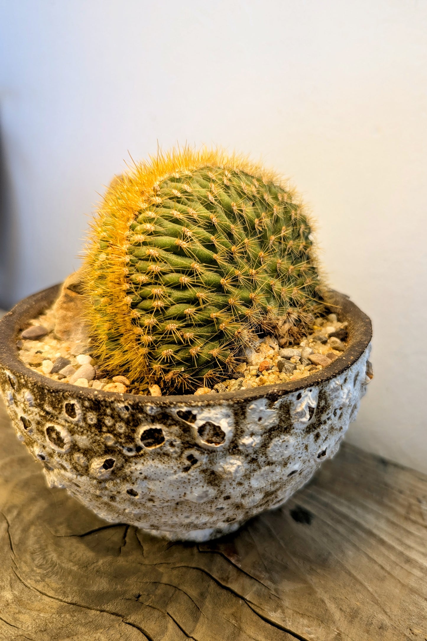Echinocactus Cristata Rock Garden