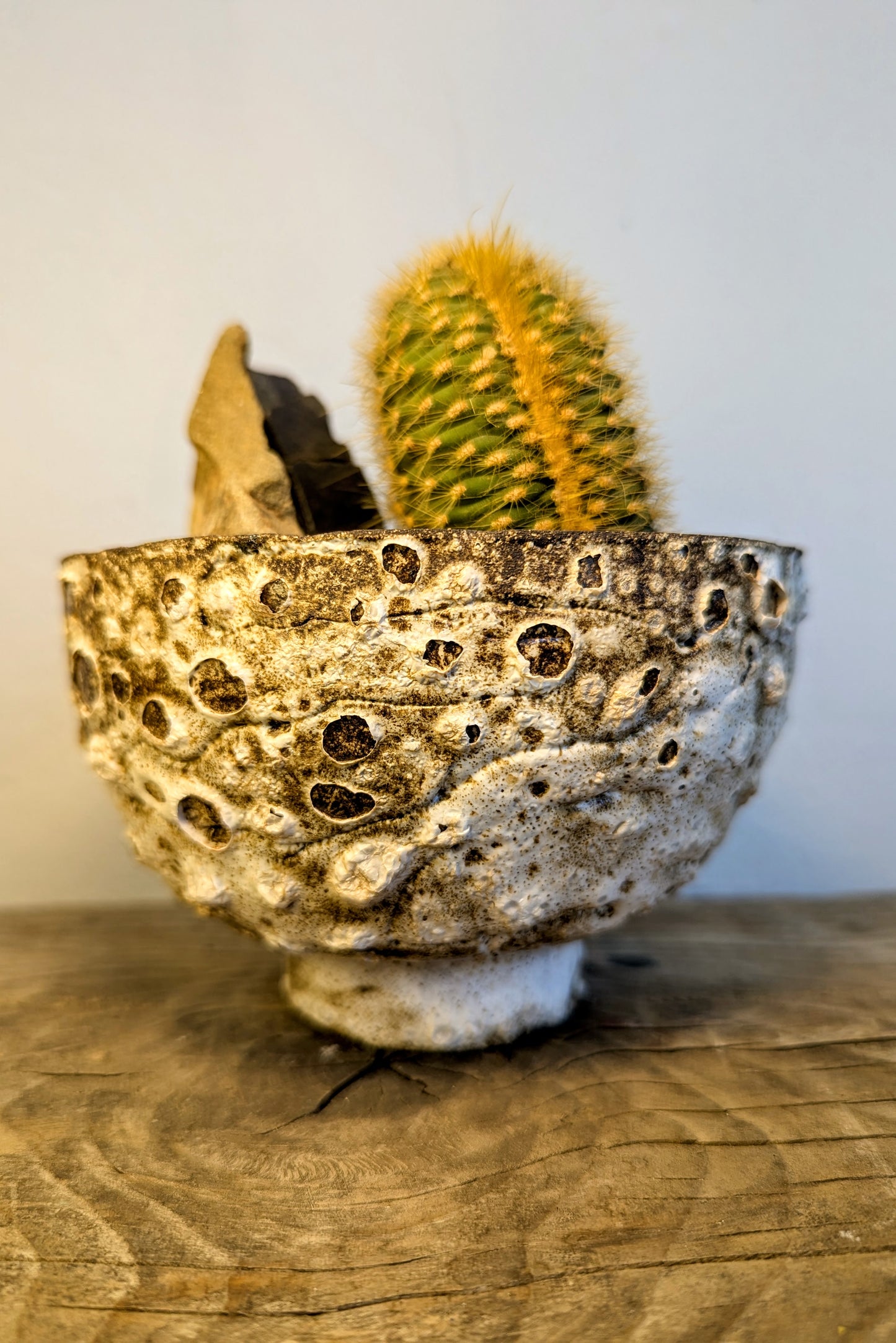 Echinocactus Cristata Rock Garden