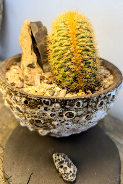 Echinocactus Cristata Rock Garden