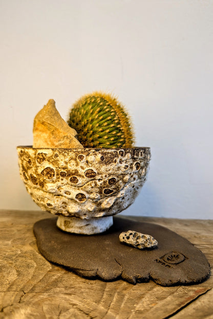 Echinocactus Cristata Rock Garden