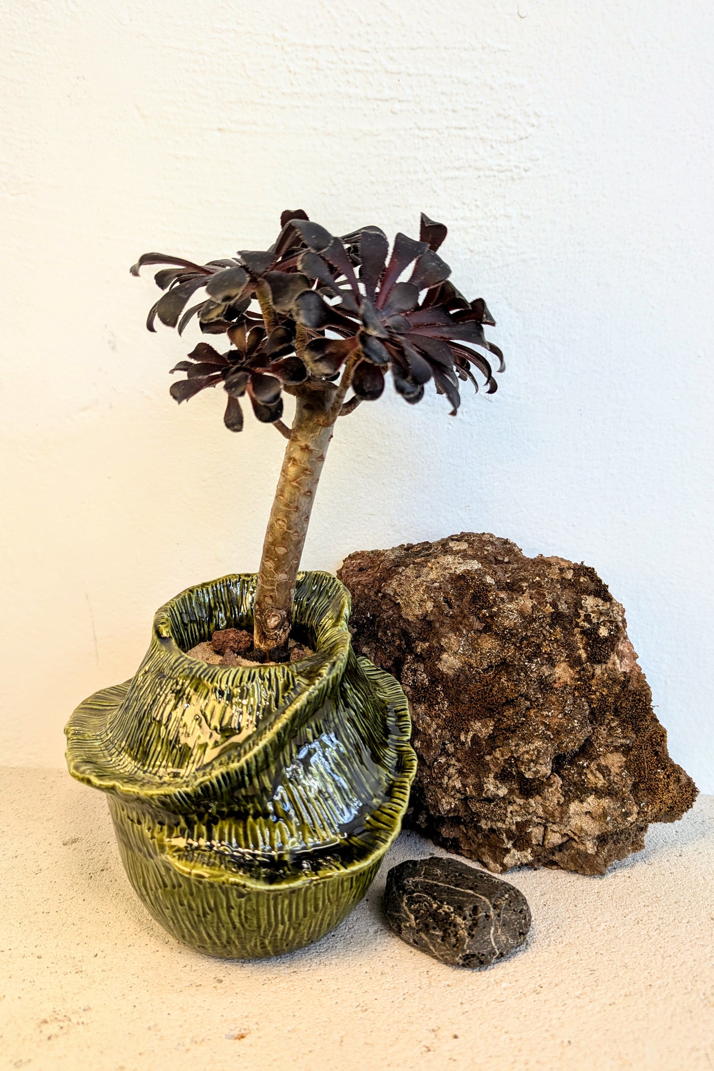Aeonium Arboreum