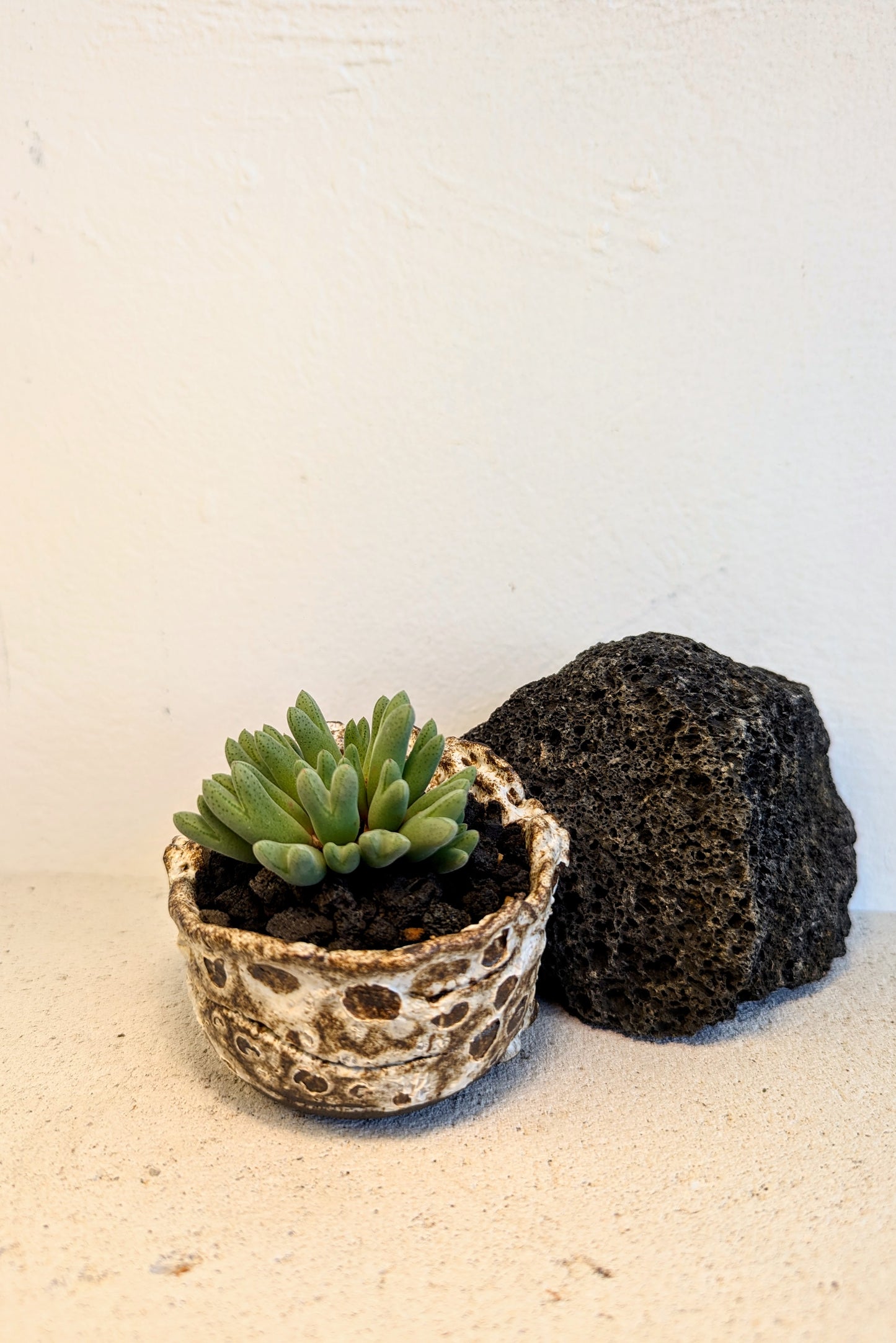 Conophytum Quaesitum