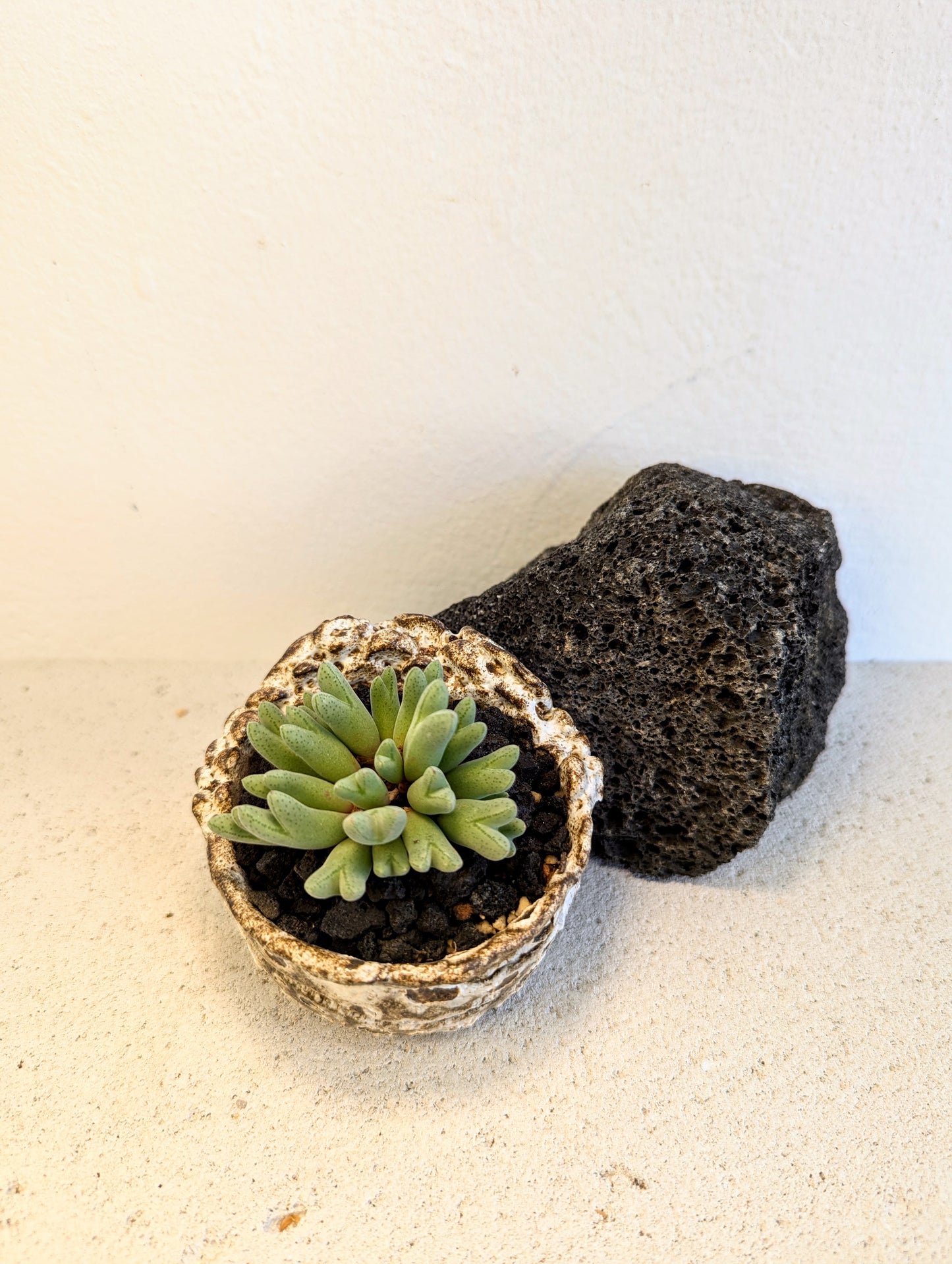 Conophytum Quaesitum