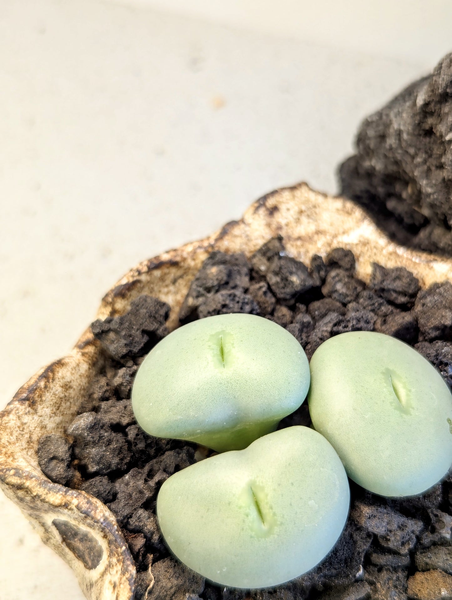 Conophytum Flavum