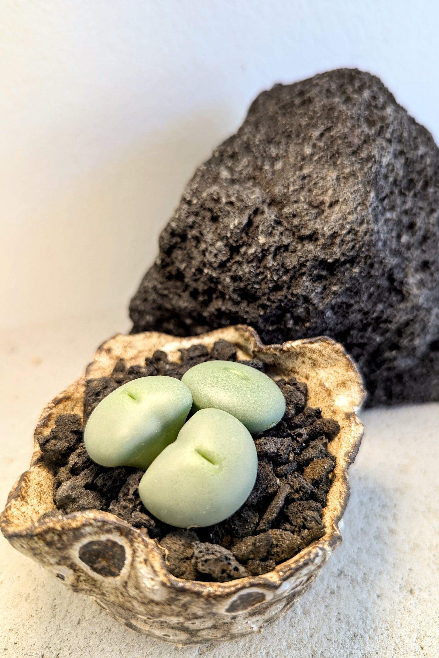 Conophytum Flavum