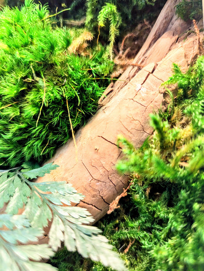 Botanical Frame: Wood
