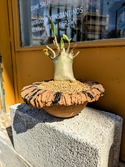 Adenium Baobab