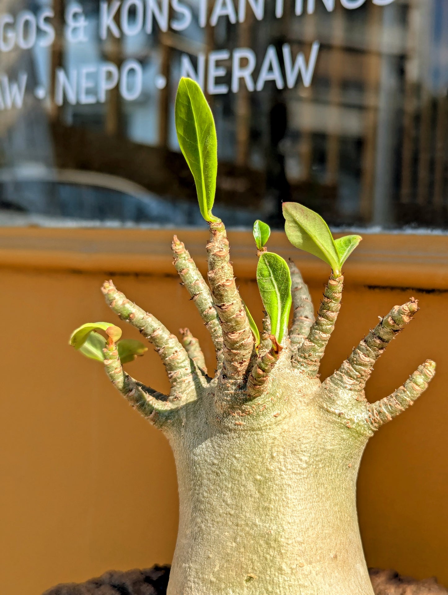 Adenium Baobab