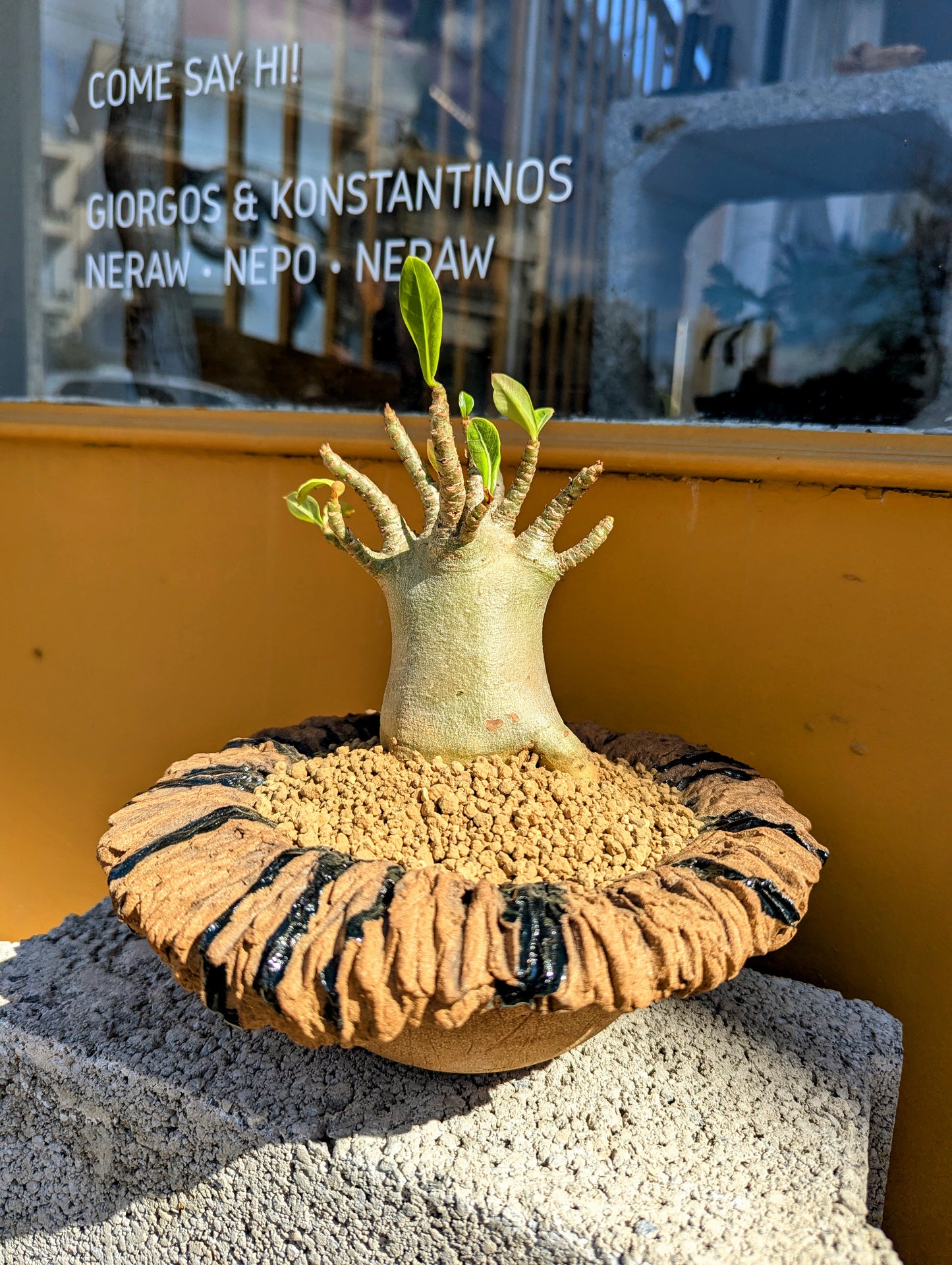 Adenium Baobab