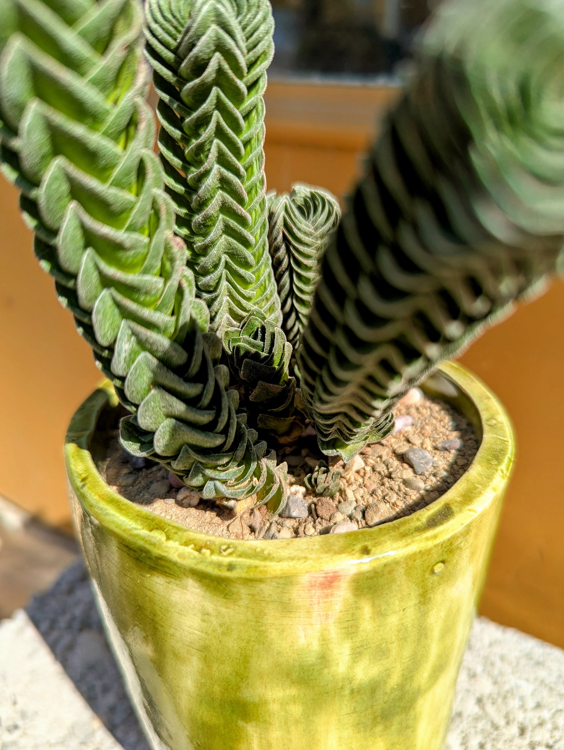 crassula buddha temple succulent Crassula Buddha's Temple