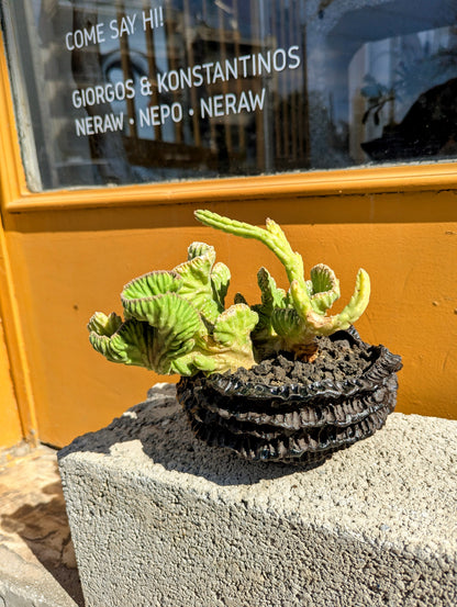 Stapelia Leendertziae Cristata