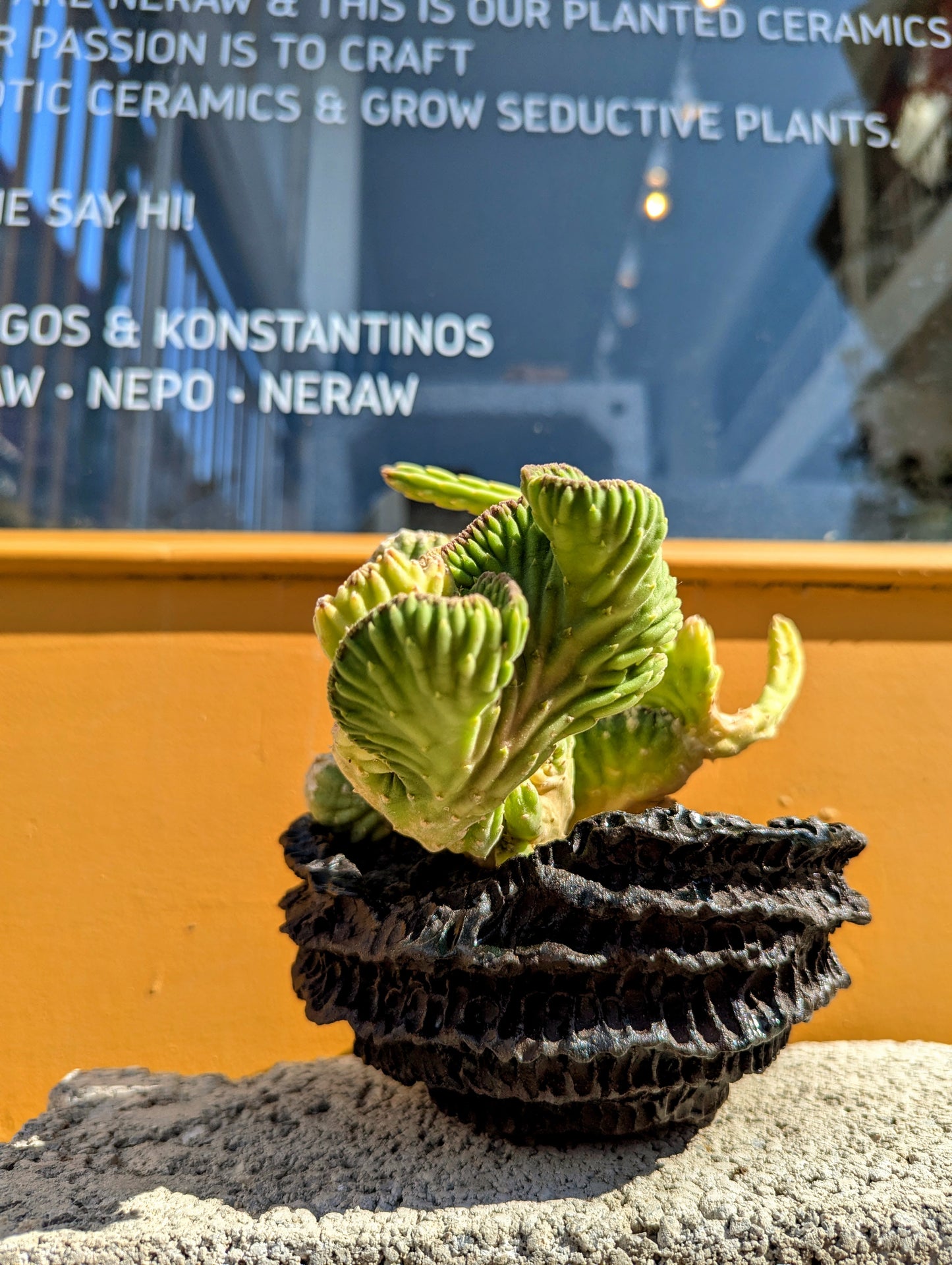 Stapelia Leendertziae Cristata