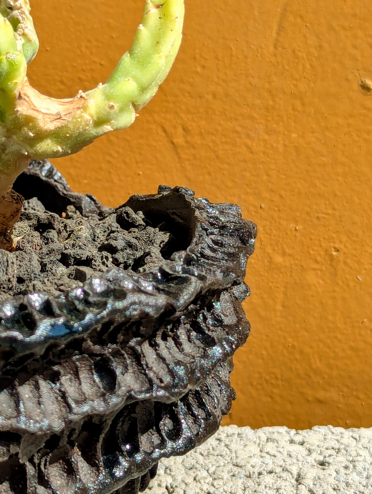 Stapelia Leendertziae Cristata
