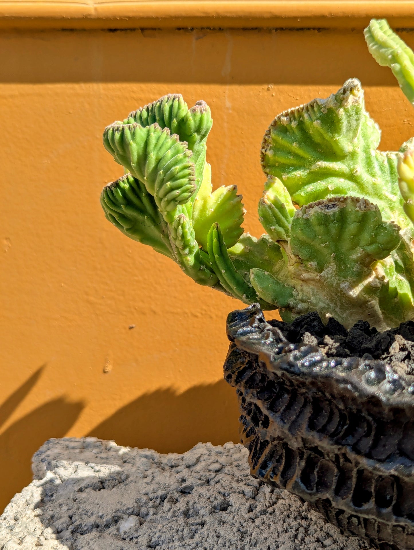 Stapelia Leendertziae Cristata