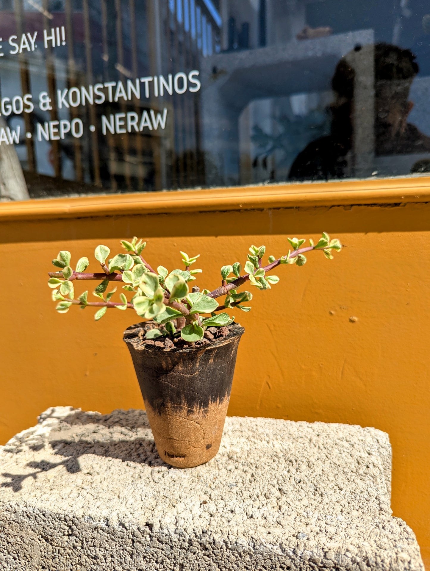 Portulacaria Afra Variegata