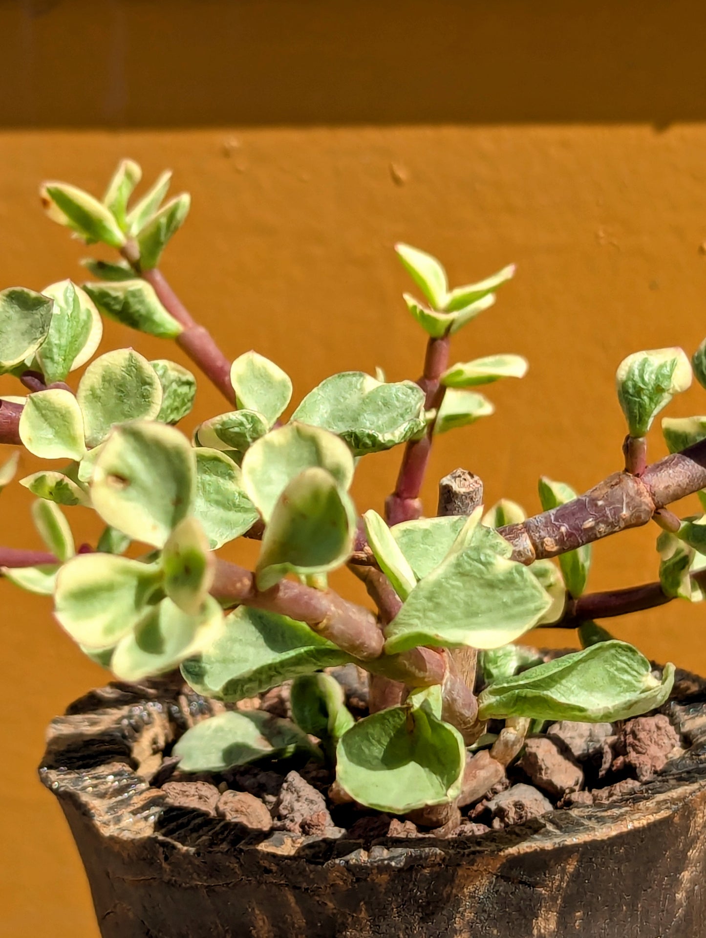 Portulacaria Afra Variegata