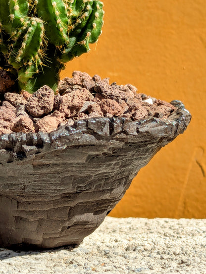 Cereus Peruvianus Paolina