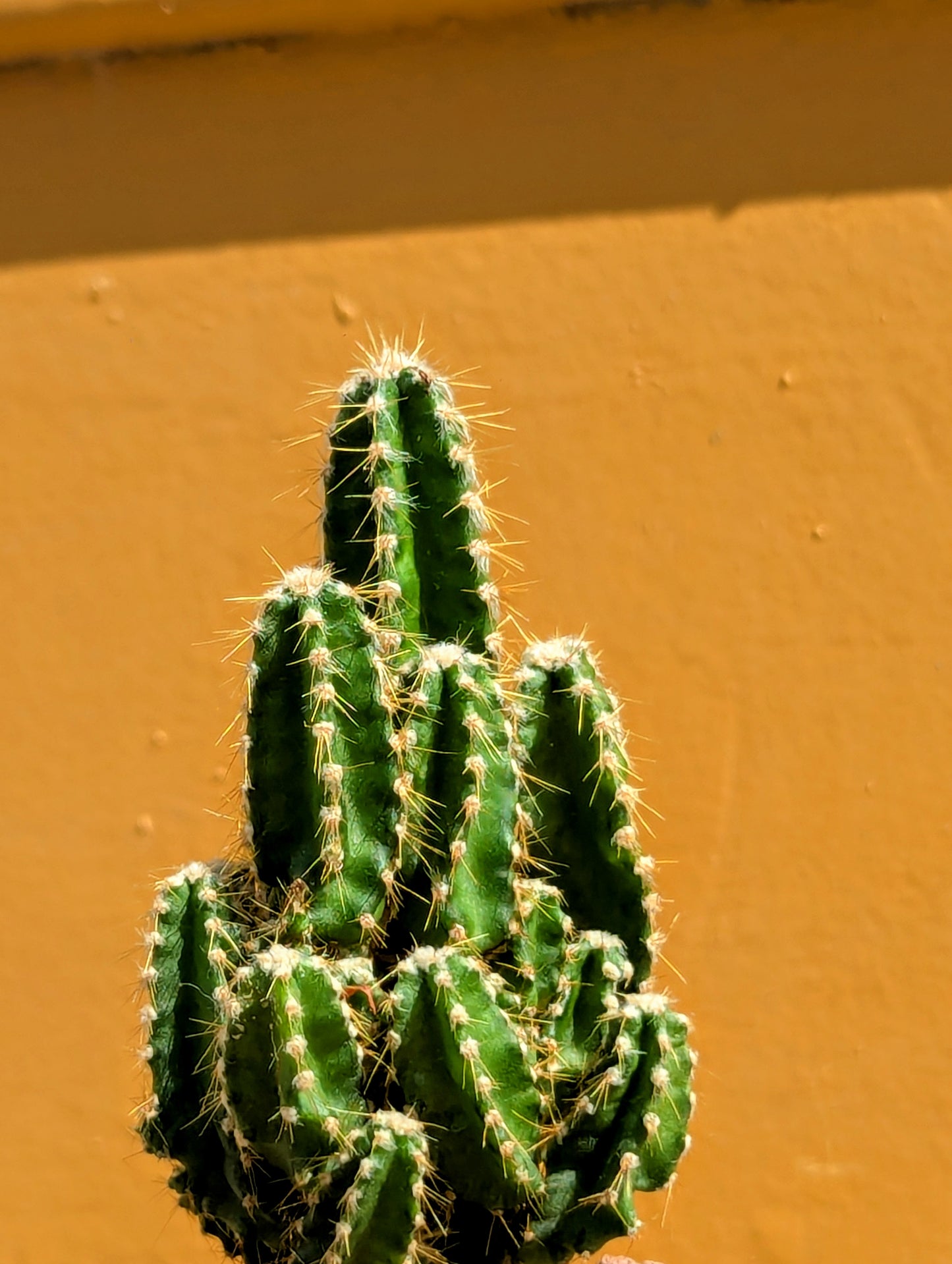 Cereus Peruvianus Paolina