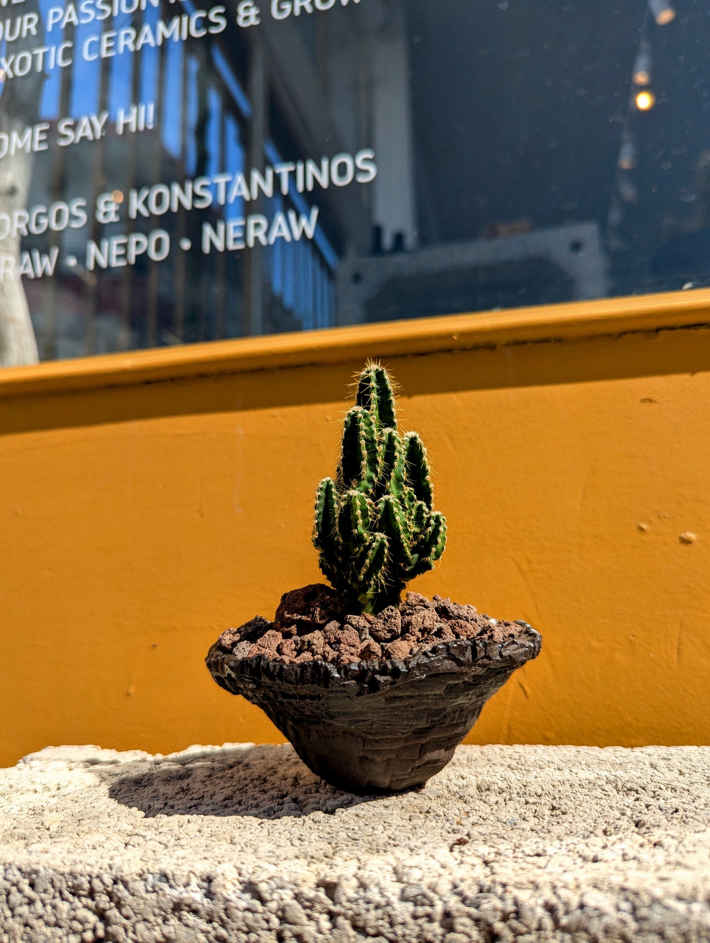 Cereus Peruvianus Paolina